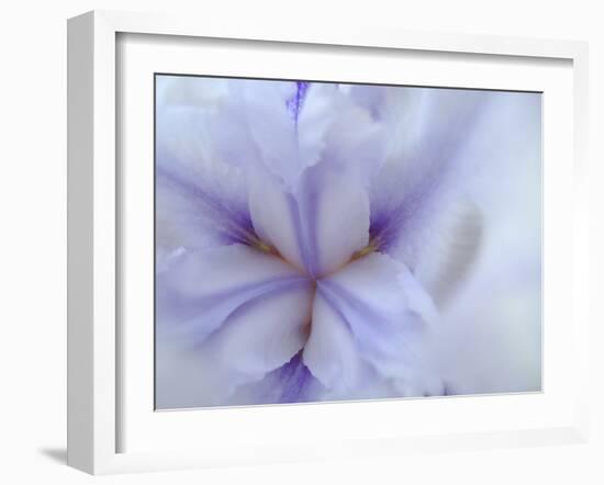 Iris Abstract-Anna Miller-Framed Photographic Print