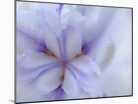 Iris Abstract-Anna Miller-Mounted Photographic Print