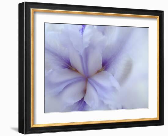 Iris Abstract-Anna Miller-Framed Photographic Print