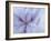 Iris Abstract-Anna Miller-Framed Photographic Print