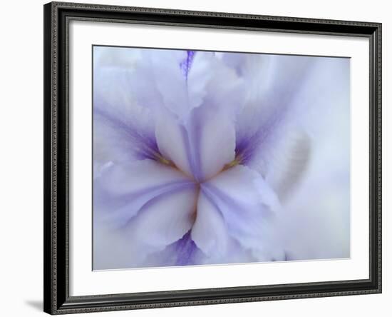 Iris Abstract-Anna Miller-Framed Photographic Print