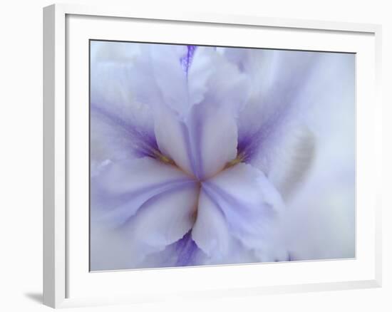 Iris Abstract-Anna Miller-Framed Photographic Print