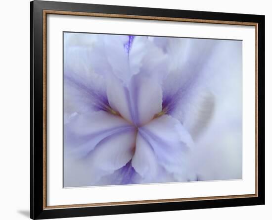 Iris Abstract-Anna Miller-Framed Photographic Print