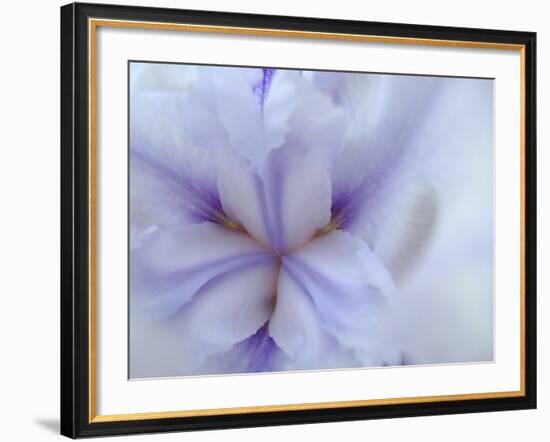 Iris Abstract-Anna Miller-Framed Photographic Print