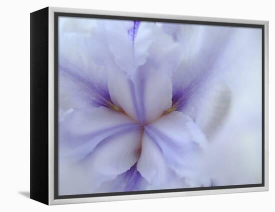 Iris Abstract-Anna Miller-Framed Premier Image Canvas