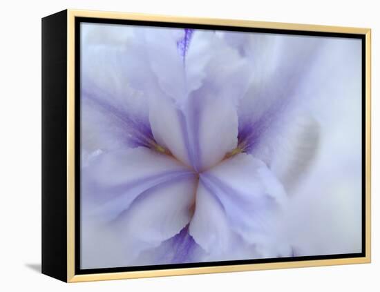 Iris Abstract-Anna Miller-Framed Premier Image Canvas