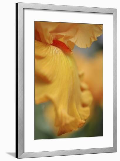 Iris Abstract-Anna Miller-Framed Photographic Print