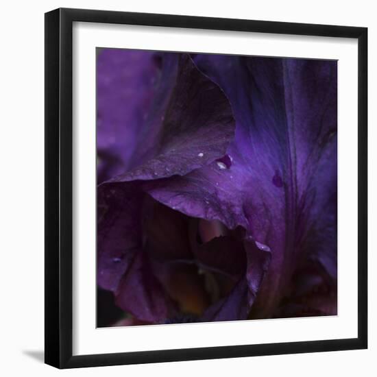 Iris Abstract-Anna Miller-Framed Photographic Print