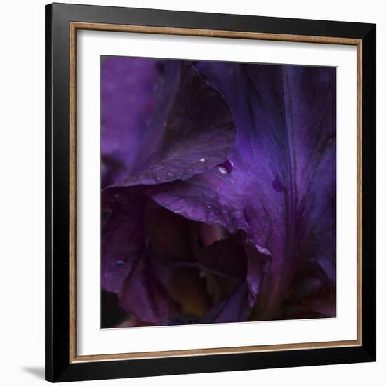 Iris Abstract-Anna Miller-Framed Photographic Print