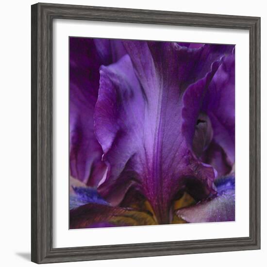 Iris Abstract-Anna Miller-Framed Photographic Print