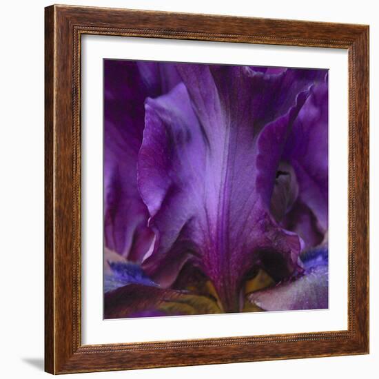 Iris Abstract-Anna Miller-Framed Photographic Print