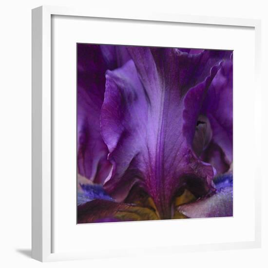 Iris Abstract-Anna Miller-Framed Photographic Print