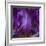 Iris Abstract-Anna Miller-Framed Photographic Print