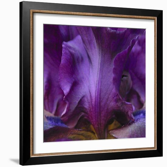 Iris Abstract-Anna Miller-Framed Photographic Print