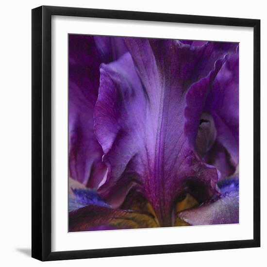 Iris Abstract-Anna Miller-Framed Photographic Print