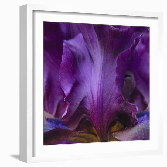 Iris Abstract-Anna Miller-Framed Photographic Print