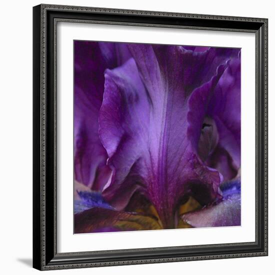 Iris Abstract-Anna Miller-Framed Photographic Print