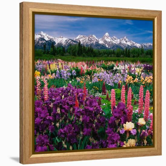 Iris and Lupin Garden, Teton Range-Adam Jones-Framed Premier Image Canvas