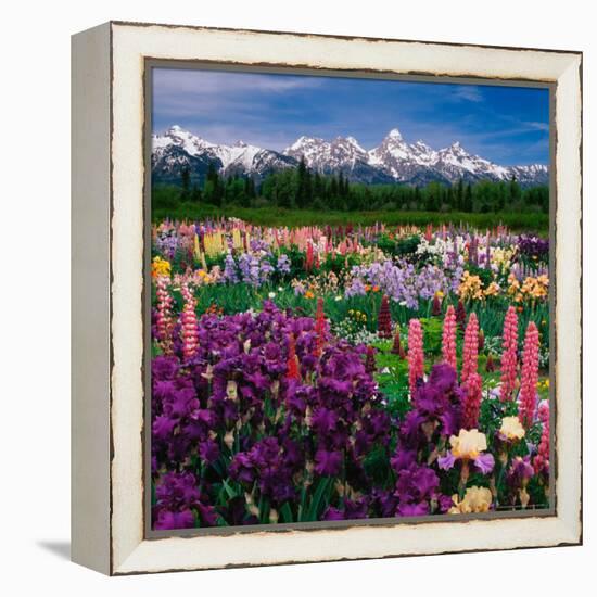 Iris and Lupin Garden, Teton Range-Adam Jones-Framed Premier Image Canvas