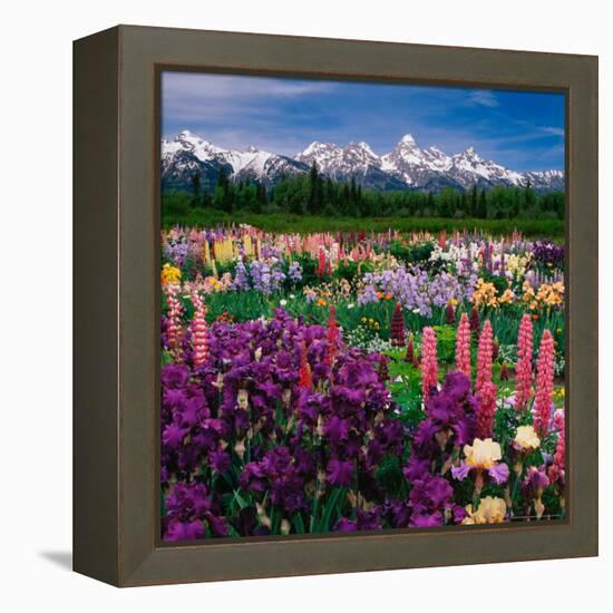 Iris and Lupin Garden, Teton Range-Adam Jones-Framed Premier Image Canvas