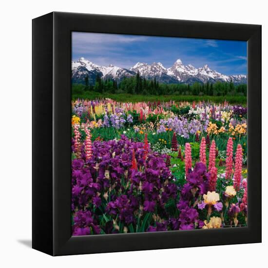 Iris and Lupin Garden, Teton Range-Adam Jones-Framed Premier Image Canvas