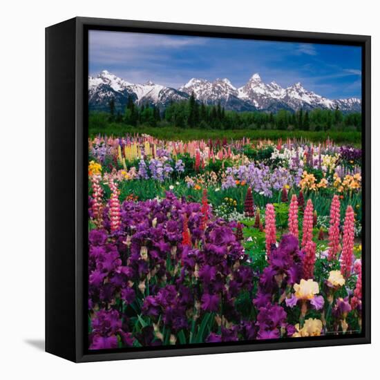 Iris and Lupin Garden, Teton Range-Adam Jones-Framed Premier Image Canvas