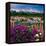 Iris and Lupin Garden, Teton Range-Adam Jones-Framed Premier Image Canvas