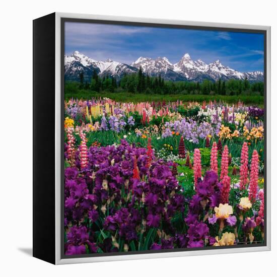 Iris and Lupin Garden, Teton Range-Adam Jones-Framed Premier Image Canvas