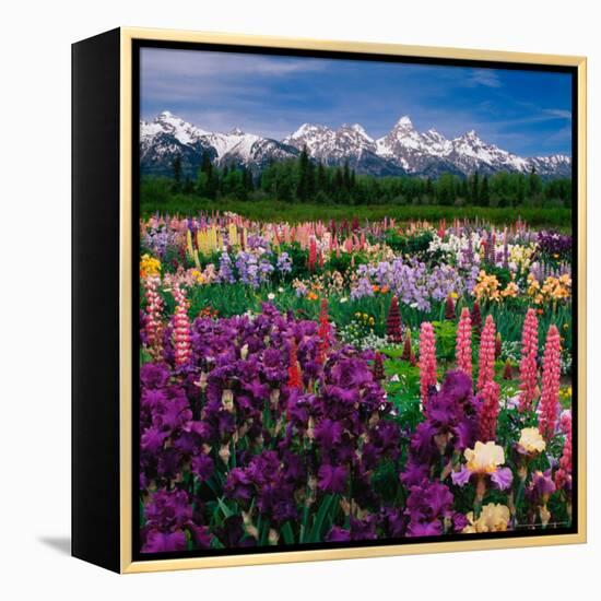 Iris and Lupin Garden, Teton Range-Adam Jones-Framed Premier Image Canvas