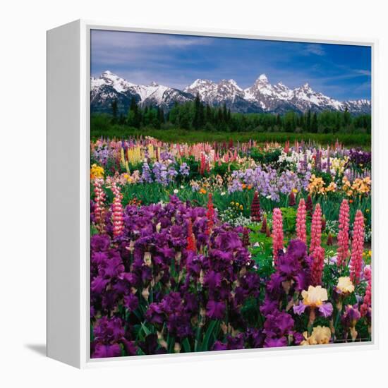 Iris and Lupin Garden, Teton Range-Adam Jones-Framed Premier Image Canvas