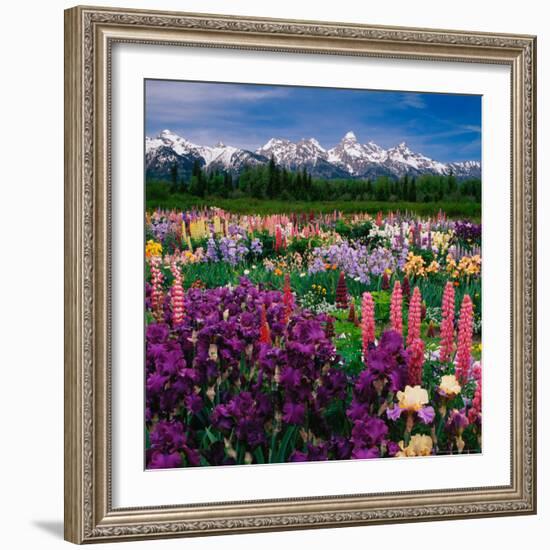 Iris and Lupin Garden, Teton Range-Adam Jones-Framed Photographic Print