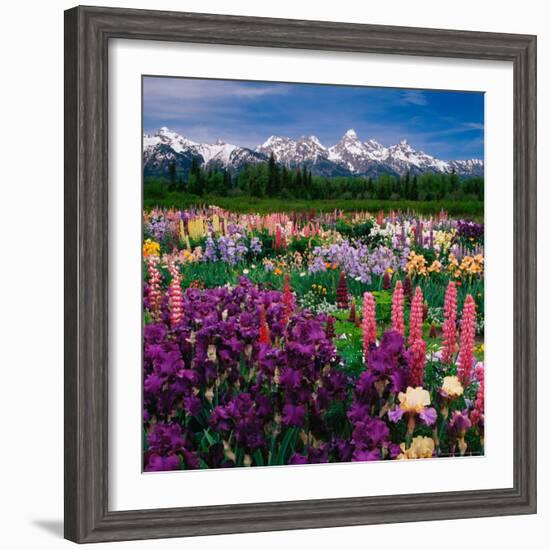 Iris and Lupin Garden, Teton Range-Adam Jones-Framed Photographic Print