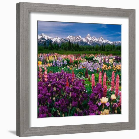 Iris and Lupin Garden, Teton Range-Adam Jones-Framed Photographic Print