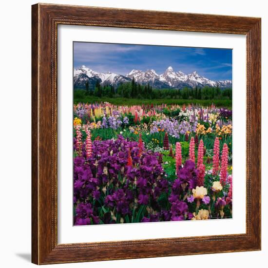 Iris and Lupin Garden, Teton Range-Adam Jones-Framed Photographic Print