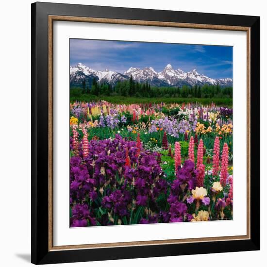 Iris and Lupin Garden, Teton Range-Adam Jones-Framed Photographic Print