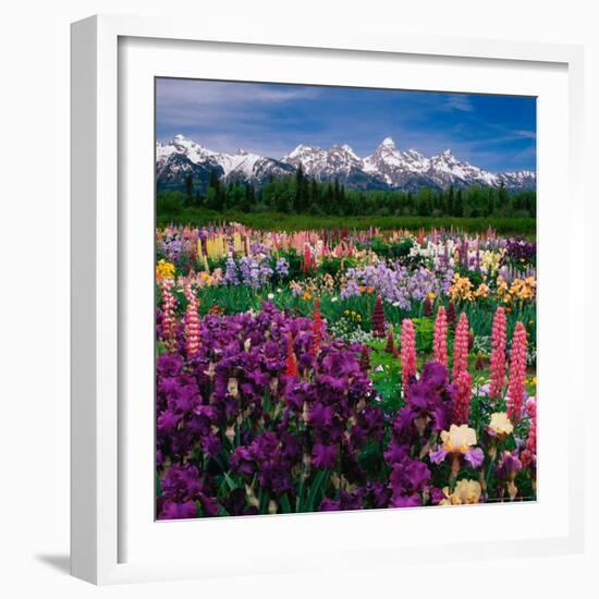 Iris and Lupin Garden, Teton Range-Adam Jones-Framed Photographic Print