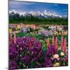 Iris and Lupin Garden, Teton Range-Adam Jones-Mounted Photographic Print