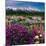 Iris and Lupin Garden, Teton Range-Adam Jones-Mounted Photographic Print