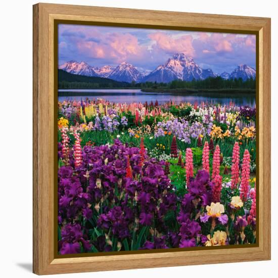 Iris and Lupine Garden and Teton Range at Oxbow Bend, Wyoming, USA-Adam Jones-Framed Premier Image Canvas