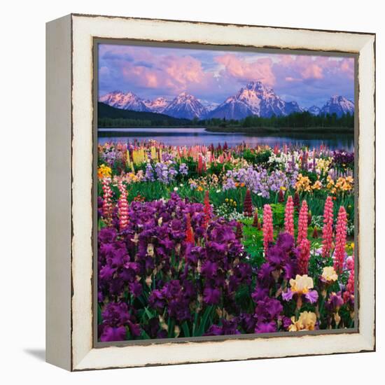 Iris and Lupine Garden and Teton Range at Oxbow Bend, Wyoming, USA-Adam Jones-Framed Premier Image Canvas