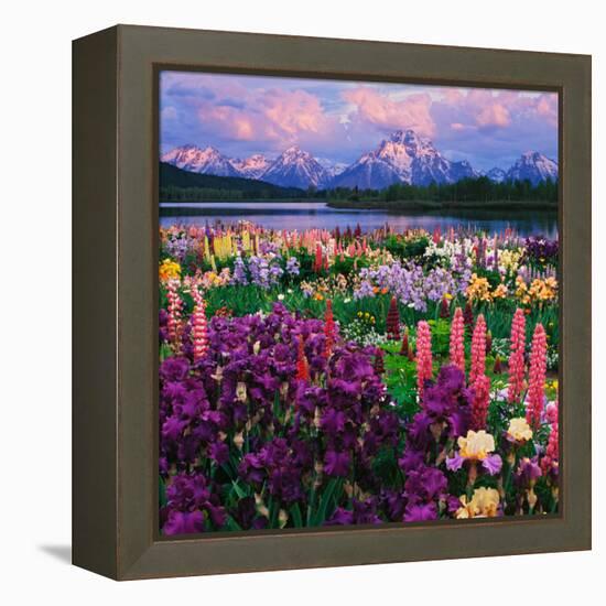 Iris and Lupine Garden and Teton Range at Oxbow Bend, Wyoming, USA-Adam Jones-Framed Premier Image Canvas