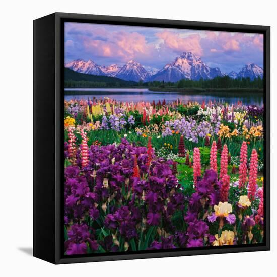 Iris and Lupine Garden and Teton Range at Oxbow Bend, Wyoming, USA-Adam Jones-Framed Premier Image Canvas