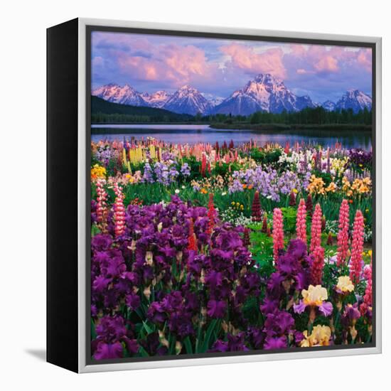 Iris and Lupine Garden and Teton Range at Oxbow Bend, Wyoming, USA-Adam Jones-Framed Premier Image Canvas