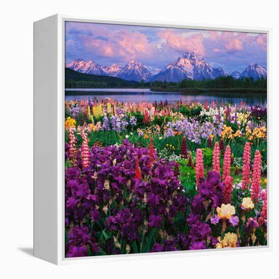 Iris and Lupine Garden and Teton Range at Oxbow Bend, Wyoming, USA-Adam Jones-Framed Premier Image Canvas