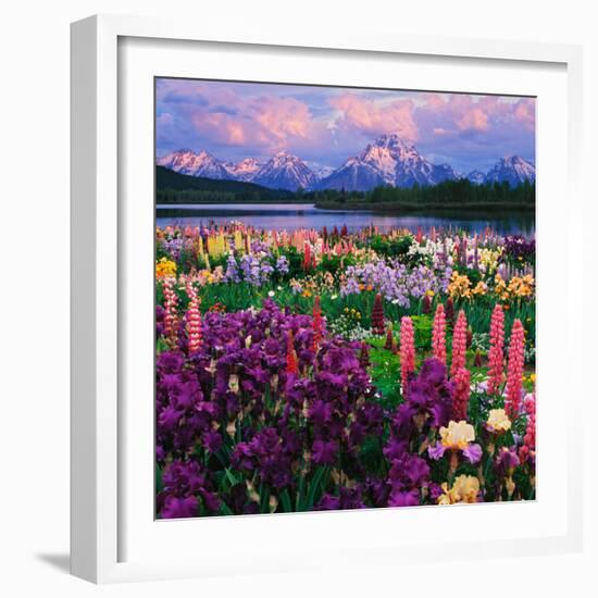 Iris and Lupine Garden and Teton Range at Oxbow Bend, Wyoming, USA-Adam Jones-Framed Premium Photographic Print