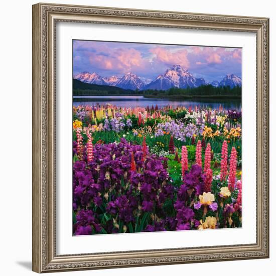 Iris and Lupine Garden and Teton Range at Oxbow Bend, Wyoming, USA-Adam Jones-Framed Photographic Print