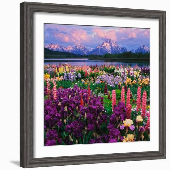 Iris and Lupine Garden and Teton Range at Oxbow Bend, Wyoming, USA-Adam Jones-Framed Photographic Print