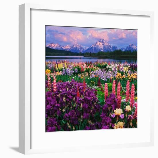 Iris and Lupine Garden and Teton Range at Oxbow Bend, Wyoming, USA-Adam Jones-Framed Photographic Print