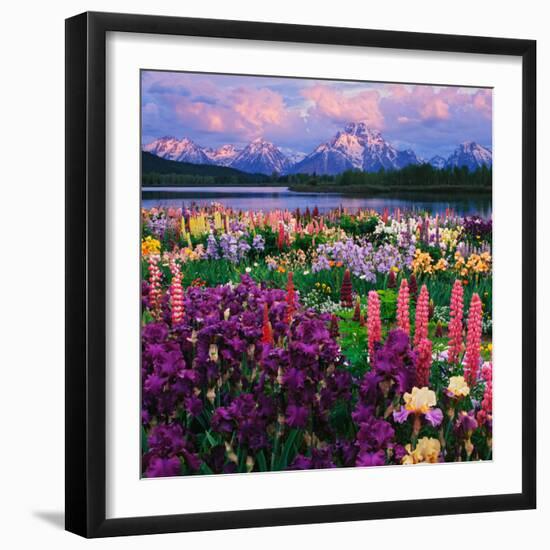 Iris and Lupine Garden and Teton Range at Oxbow Bend, Wyoming, USA-Adam Jones-Framed Photographic Print