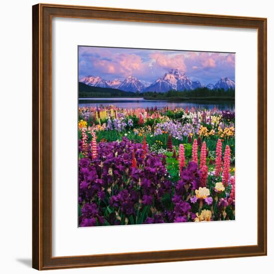 Iris and Lupine Garden and Teton Range at Oxbow Bend, Wyoming, USA-Adam Jones-Framed Photographic Print